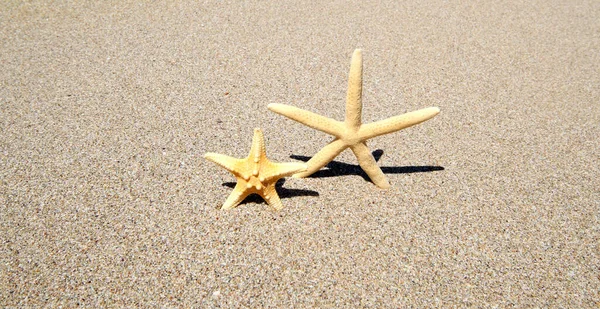 Duas Estrelas Mar Areia Natureza Fundo Horizontal — Fotografia de Stock