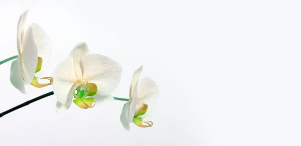 Bouquet Fleurs Orchidée Sur Fond Clair — Photo