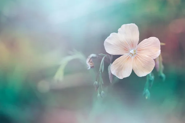 Λουλούδι Στη Θολούρα Μαλακό Φόντο Της Φύσης Εστίαση — Φωτογραφία Αρχείου