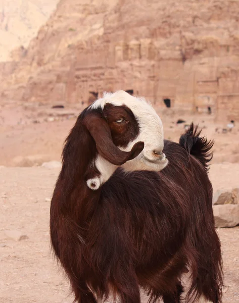 Unusual goat in Petra — Stock Photo, Image