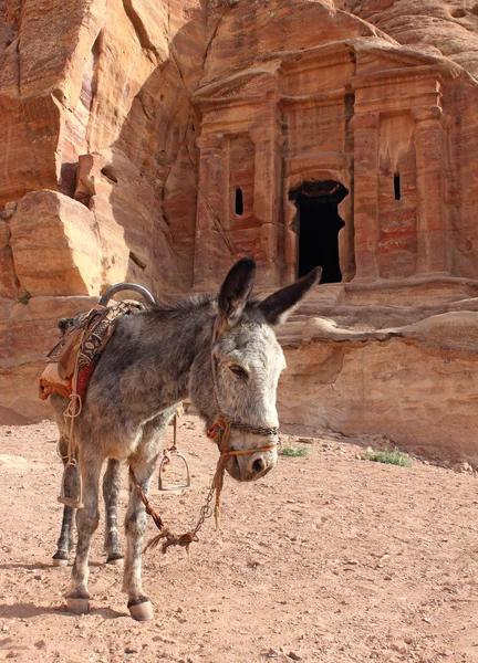 Lone ezel in de buurt van de ruïnes — Stockfoto