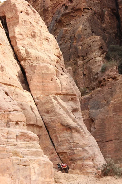 Magányos barna szamár közelében a rock — Stock Fotó