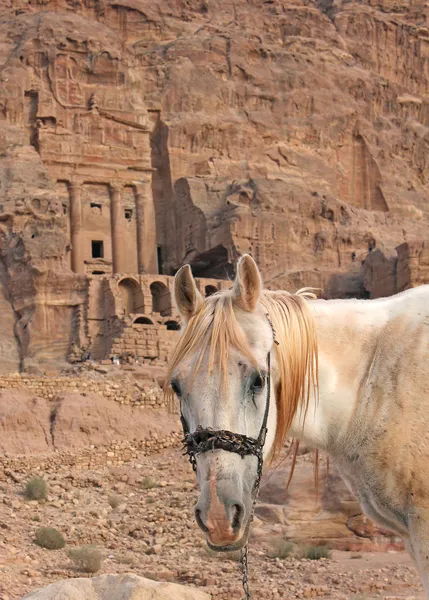 Lone paard in de buurt van de urn tombe in petra — Stockfoto