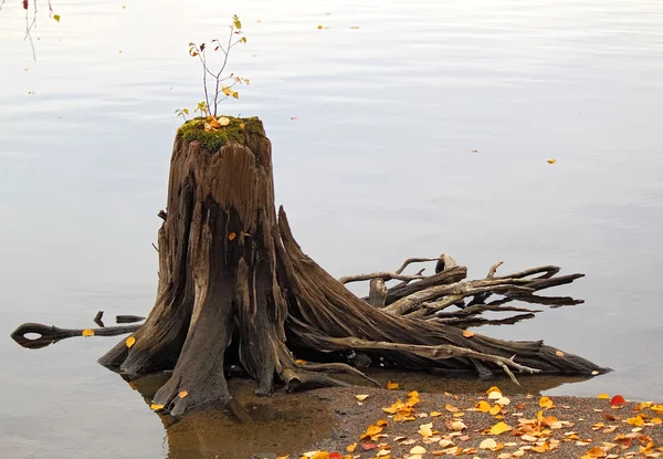 在水中的老木树桩 — 图库照片