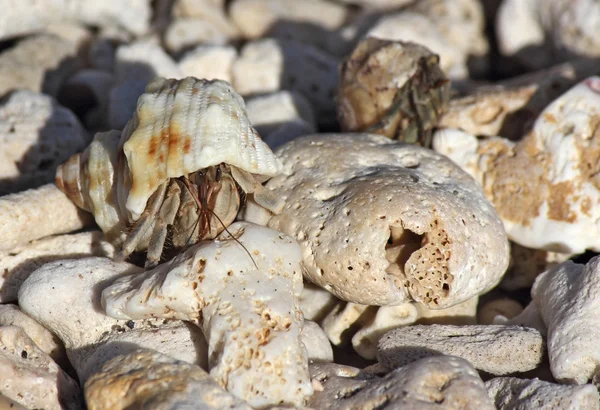 Petit crabe dans une coquille sur la plage, entre les cailloux — Photo