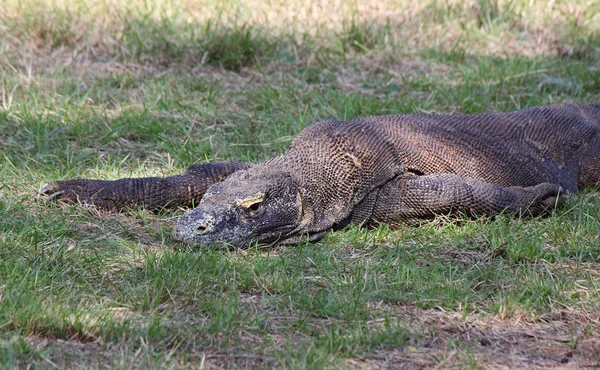 Komodo dragón se encuentra en la hierba y el descanso — Foto de Stock