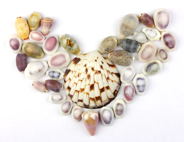 Seashells in the shape of heart — Stock Photo, Image