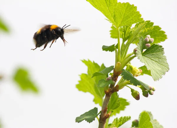 Hummel fliegt zur Blüte — Stockfoto