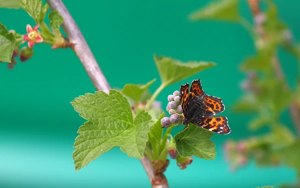 Siyah frenk üzümü bir çiçek üzerinde Kelebek — Stok fotoğraf