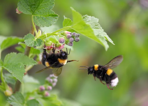 Två humla i blomman Stockfoto