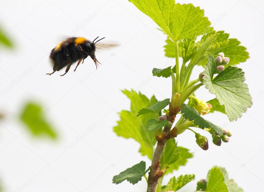bumble bee flies to flower