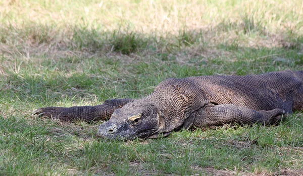 Komodo dragón descansando sobre hierba — Foto de Stock