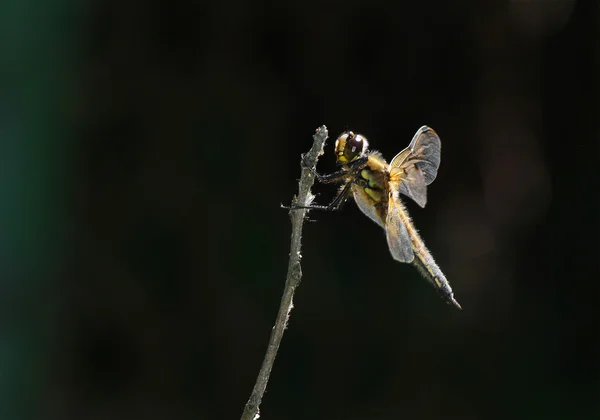 Libélula senta-se em um ramo, em perfil — Fotografia de Stock