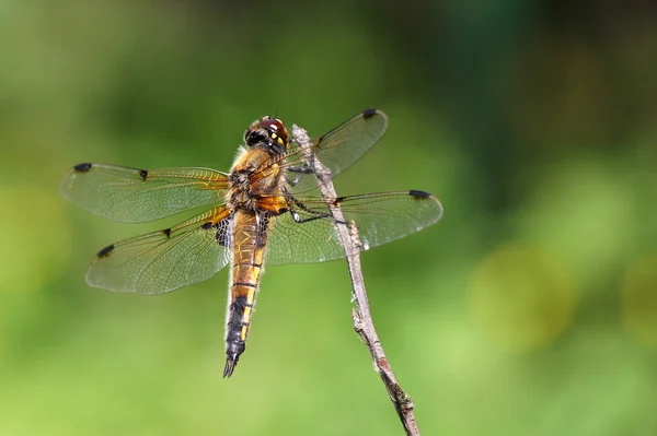 Dragonfly sitter på en gren, bakifrån — Stockfoto
