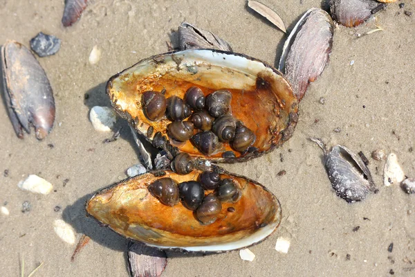 Sötvatten mussel skal full av sniglar — Stockfoto