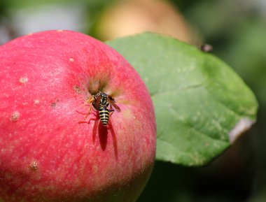 Wasp olgun elma oturuyor