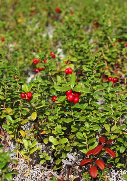 Glade (prado) de foxberry en el bosque — Foto de Stock