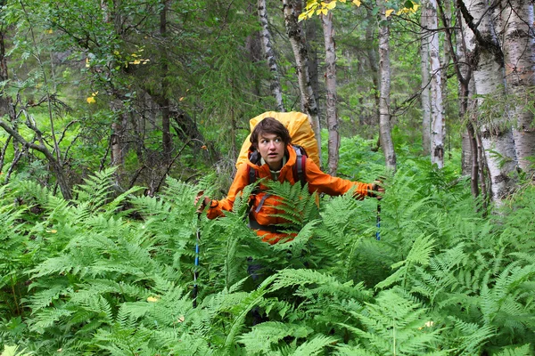 Dívka v lese, mezi kapradiny, opatrně rozhlíží — Stock fotografie