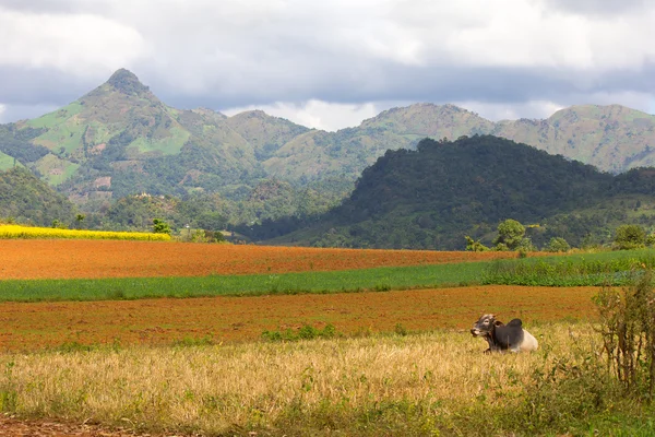 Zebú vaca y campos arados, colinas y montañas en el backgroun —  Fotos de Stock