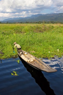 insan o gemide bush Inle Gölü içinde bir şey toplar