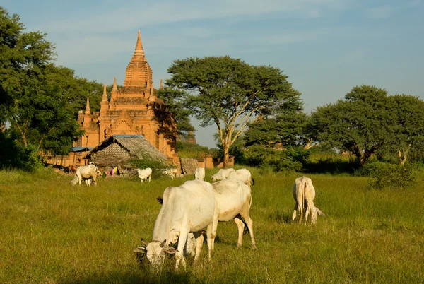 Casa tradicional y el pastoreo de vacas de zebú en frente del templo en Ba — Foto de Stock