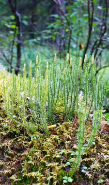 bitki moss(lycopodium), closeup grubu