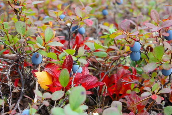 Malé bush zralé bog borůvky v lese, záběr — Stock fotografie