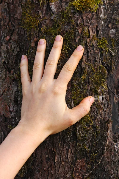 Mano umana tocca la corteccia dell'albero — Foto Stock