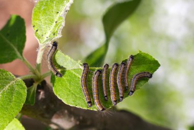 group of caterpillars on a leaf of apple tree clipart