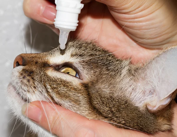 Кошка лечить глаз Лицензионные Стоковые Фото