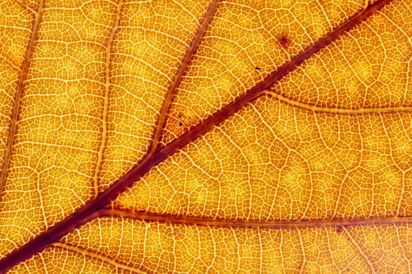 Decorative Tree Leaf Texture — Stock Photo, Image