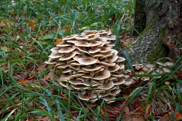 Familj Honungsagariker Höstskogen — Stockfoto