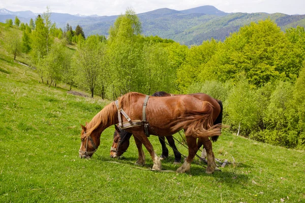 Україна Карпатські Гори Два Коні Пасуться Галявині Схилі Гори — стокове фото