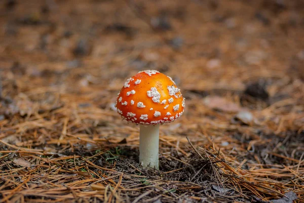 Poisonous Fly Agaric Pine Forest Close Blurred Background — Stockfoto