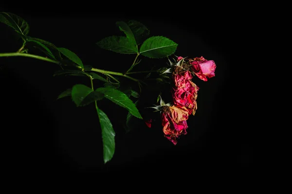 Verwelkte Rosenblüten Einem Lehnenden Zweig Foto Auf Schwarzem Hintergrund Orientierung — Stockfoto