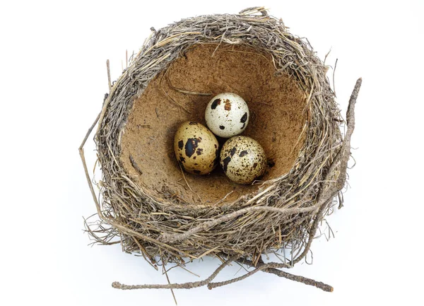 Vogelnest Mit Drei Eiern Großaufnahme Auf Weißem Hintergrund — Stockfoto