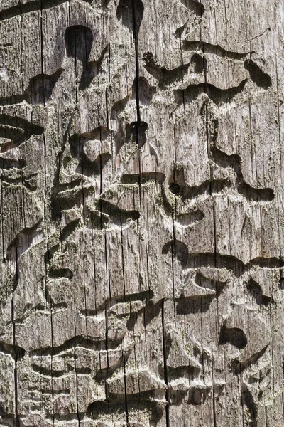 An old wooden board, eaten away by bark beetle larvae. Close-up photo.