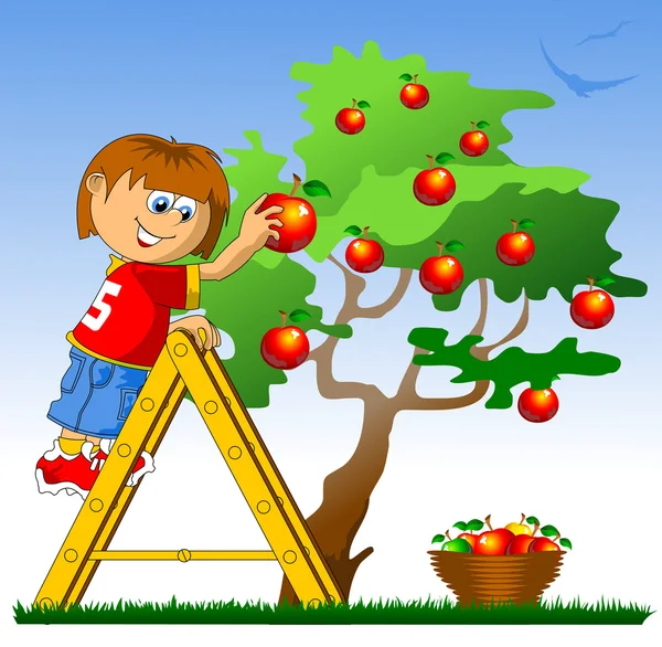 Cueillette des pommes — Image vectorielle