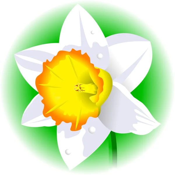 Daffodil — Stock Vector