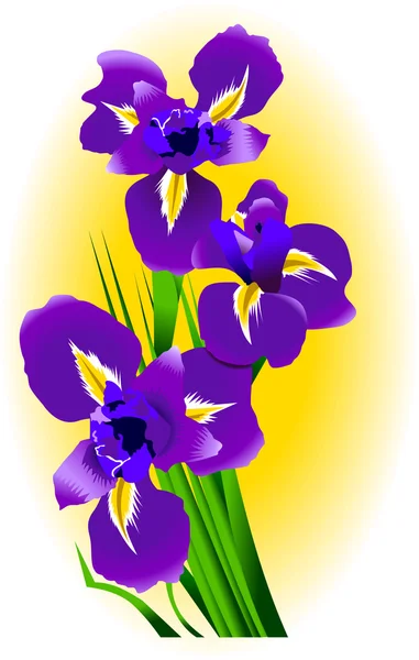 Iris. — Vector de stock