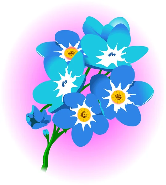 Forget-me-not — Stock Vector