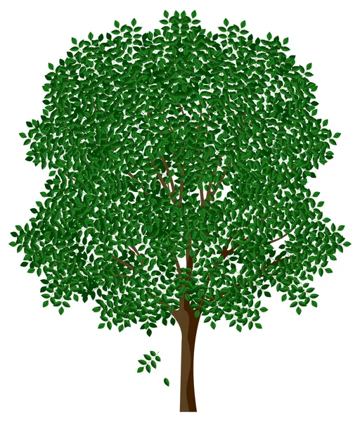 Ash tree — Stock Vector