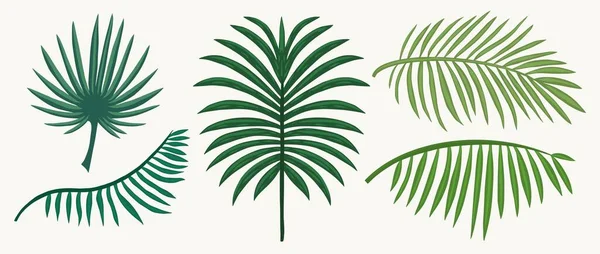 Tropik Yapraklar Zole Edilmiş Vektör Çizim Eli Koleksiyonu Vektör Grafikler