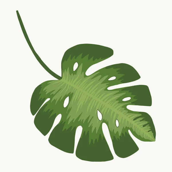 Folha Monstera Tropical Isolado Vetor Ilustração Desenho Mão Ilustração De Stock