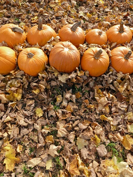 Kürbisse und Herbstblätter Stockfoto