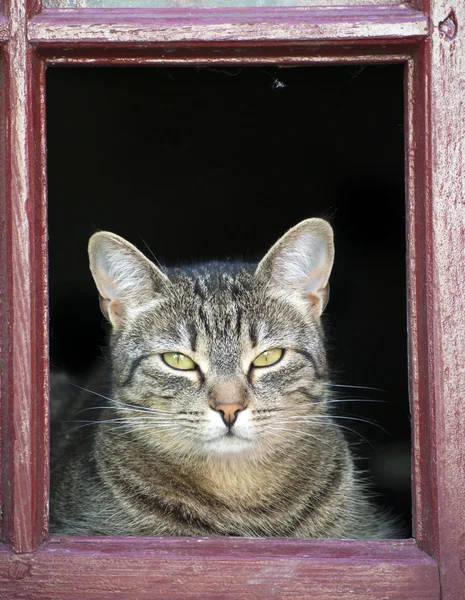 Katt — Stockfoto