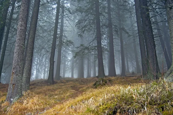 Nebbia nel bosco — Foto Stock