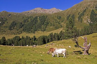 Alpler mera üzerinde ineklerin