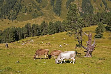 Alpler mera üzerinde ineklerin