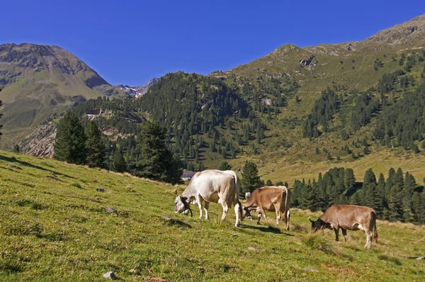 Cows on pasture in Alps — Stock Photo, Image